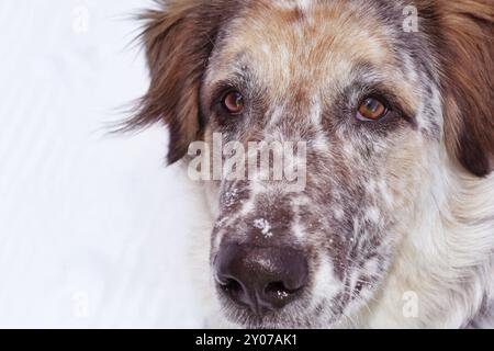 Aufmerksames, hochschauendes Großhundeporträt Stockfoto