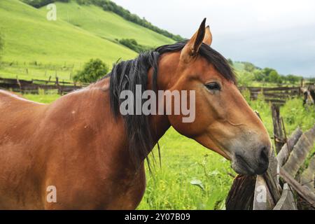 Großes Porträt eines braunen Pferdes vor grünem Wiesengrund Stockfoto