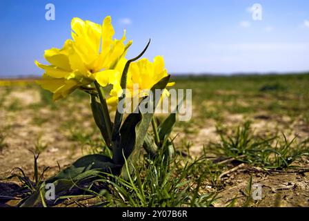 Gefüllte gelbe Tulpe Stockfoto