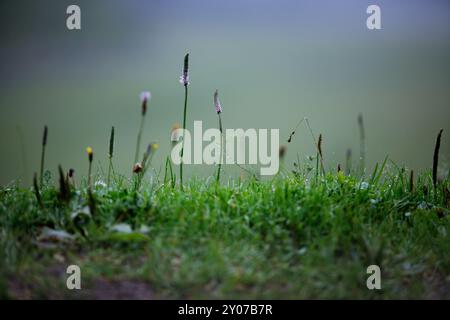 Alpine Wiese mit Bleichwurz und Kr Stockfoto