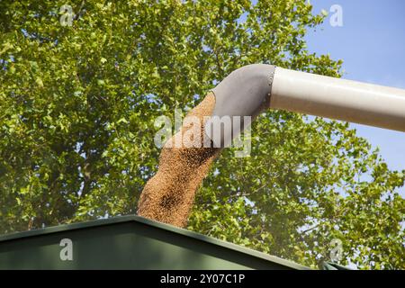 Verladen von Getreide auf einen Anhänger Stockfoto