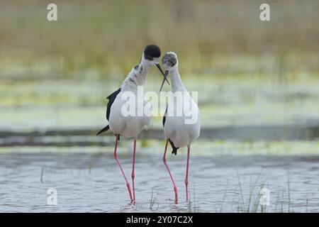 Schwarzflügelstelze (Himantopus himantopus), Paarungszeit, im Wasser, Burgenland, Österreich, Europa Stockfoto