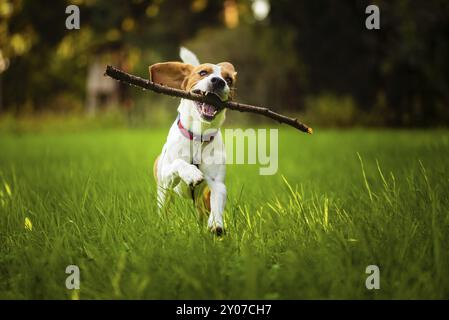 Beagle Hund Spaß auf der Wiese im Sommer im Freien laufen und springen mit Stock im Mund holen in Richtung Kamera Stockfoto