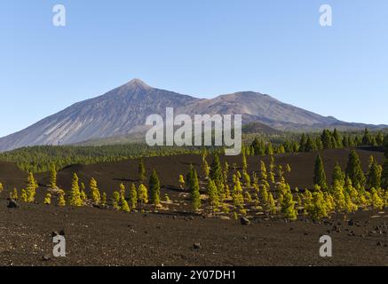 Im Wandergebiet Arenas Negras eröffnet sich für Wanderer immer wieder die Aussicht auf die Vulkane El Teide und Viejo, Teneriffa, Kanarische Inseln, Spanien, E Stockfoto