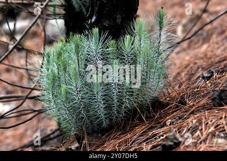 Neues Leben aus verbrannten Kiefern nach einem Waldbrand, Wandergebiet Montanas Negras, Parque Natural de Corona Forestal Stockfoto