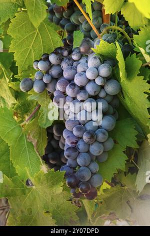 Ein paar dunkle Trauben aus einer Rebe in einem Weinberg im Herbst Ernte hängen Stockfoto