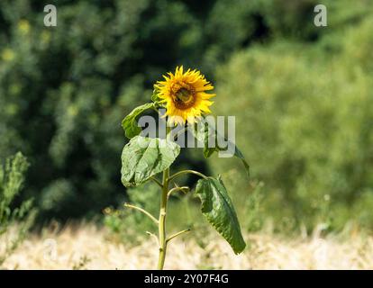 Eine einsame gewöhnliche Sonnenblume (Helianthus annuus), die im August auf einem Gerstenfeld wächst. Schottland, Großbritannien. Stockfoto