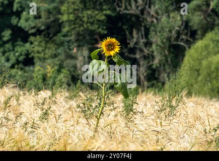 Eine einsame gewöhnliche Sonnenblume (Helianthus annuus), die im August auf einem Gerstenfeld wächst. Schottland, Großbritannien. Stockfoto