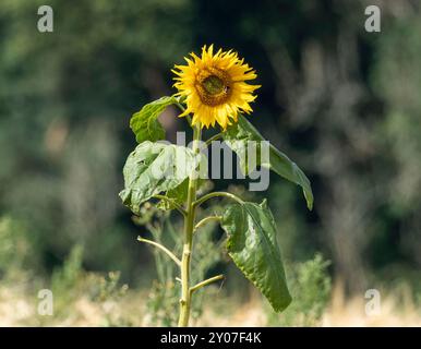 Eine einsame gewöhnliche Sonnenblume (Helianthus annuus), die im August auf einem Gerstenfeld wächst. Schottland, Großbritannien. Stockfoto