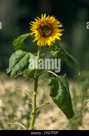 Eine einsame gewöhnliche Sonnenblume (Helianthus annuus), die im August auf einem Gerstenfeld wächst. Schottland, Großbritannien. Stockfoto