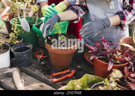 Nahaufnahme Gärtner s mit Topfpflanze Gartenwerkzeug Holztisch Stockfoto