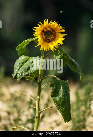 Eine einsame gewöhnliche Sonnenblume (Helianthus annuus), die im August auf einem Gerstenfeld wächst. Schottland, Großbritannien. Stockfoto