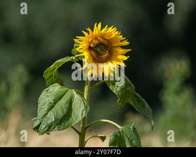 Eine einsame gewöhnliche Sonnenblume (Helianthus annuus), die im August auf einem Gerstenfeld wächst. Schottland, Großbritannien. Stockfoto