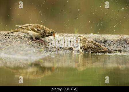 Baumpieper Stockfoto