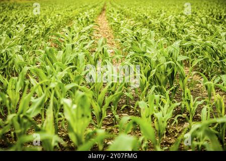 Reihen von kleinen jungen Maispflanzen, die wachsen. Blick auf das Maisfeld am Sommertag Stockfoto