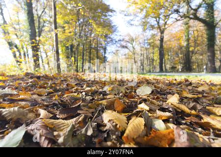 Wunderschöner Park im Herbst, sonnigen Tag mit bunten Blätter auf dem Boden Stockfoto