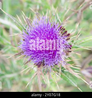 Lila Milch Thistle Blume Nahaufnahme Makro erschossen Stockfoto