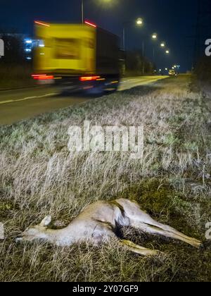 Tote Hirsche am Straßenrand nach einem Tierunfall Stockfoto