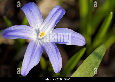 Gemeinsame Sternhyazinthe Stockfoto