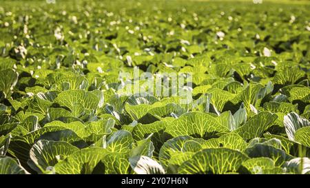 Anbau von Kohl auf einem Feld in Österreich Sommer Stockfoto