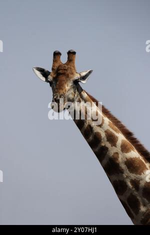 Porträt einer Giraffe vor einem blauen Himmel, Porträt einer Giraffe Stockfoto