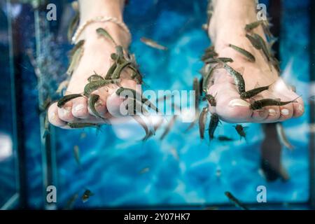 Fish Spa Pedicure, Doctor Fish in einem Aquarium Stockfoto