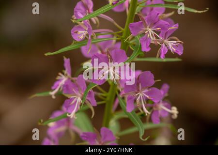 Pink Fireweed Blossoms im Mount Rainier National Park Stockfoto