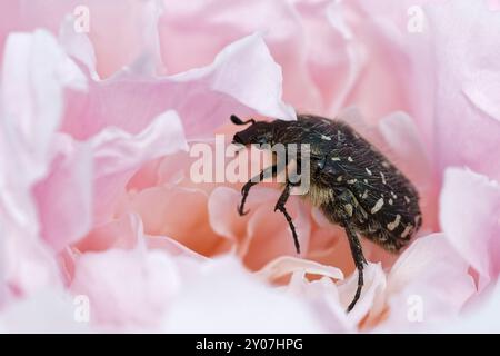 Trauerkäfer Stockfoto