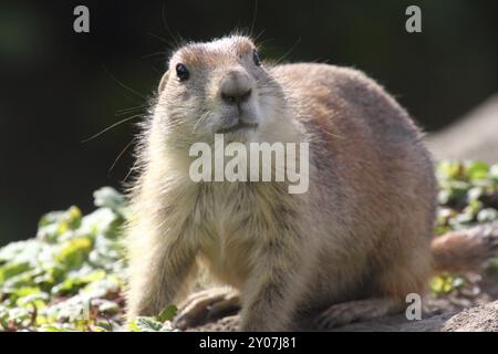 Präriehunde sind eine nordamerikanische Art von Eichhörnchen. Sie sind verwandt mit Murmeltieren und Gophen. Präriehunde (Gattung Cynomys) sind pflanzenfressende Bu Stockfoto