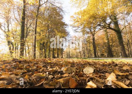 Wunderschöner Park im Herbst, sonnigen Tag mit bunten Blätter auf dem Boden Stockfoto