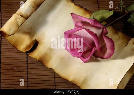 Rosa Rose auf altertümlichem Pergamentpapier Liebesbrief konzeptueller künstlerischer Stillleben Hintergrund Stockfoto