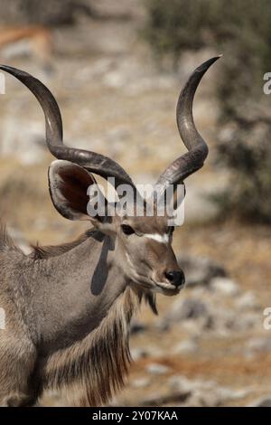 Porträt eines Kudu-Bullen (Tragelaphus strepsiceros) im Etosha-Nationalpark, Namibia, Nahaufnahme eines Kudu-Bullen im Etosha-Nationalpark, Namibia, Stockfoto