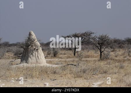 Termite Mound im Etosha National Park, Namibia, Termite Mound im Etosha National Park, Namibia, Afrika Stockfoto