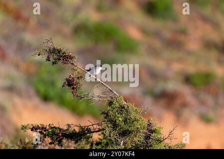 Männlicher sardischer Gratler (Sylvia melanocephala) sitzt auf einem Wacholderbusch im Naturpark Costa Vicentina am Atlantischen Ozean an der Algarve, Hafen Stockfoto