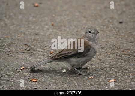 Eine graue Shrike-Thrush (Colluricinclua harmonica) sitzt auf dem Boden im Lamington National Park, Queensland, Australien. Eine graue Krabbeldrossel (Collu Stockfoto