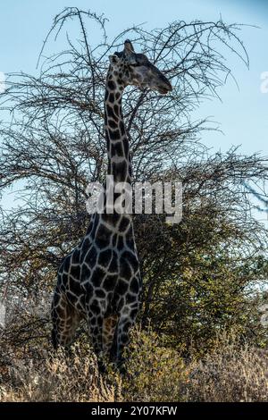 Eine einsame Giraffe bei einem großen Busch in Etosha mit dem Licht hinter ihm. Stockfoto