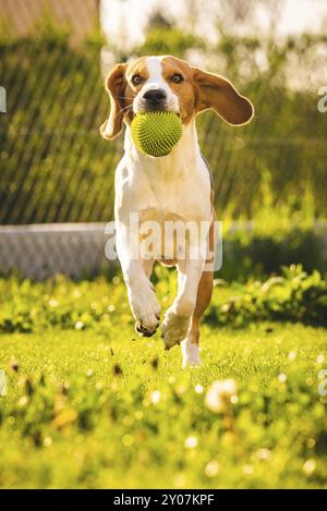 Beagle Hund Spaß im Garten draußen laufen und springen mit Ball in Richtung Kamera. Sonnigen Tag im Garten Stockfoto