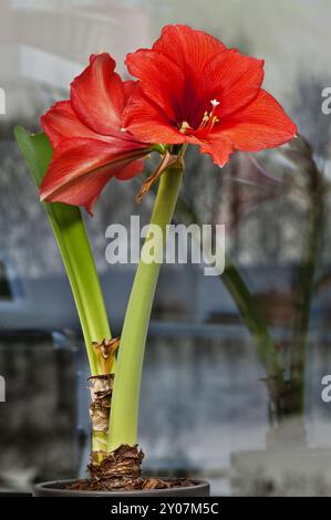 Amaryllis mit 2 Blumen vor dem Küchenfenster Stockfoto