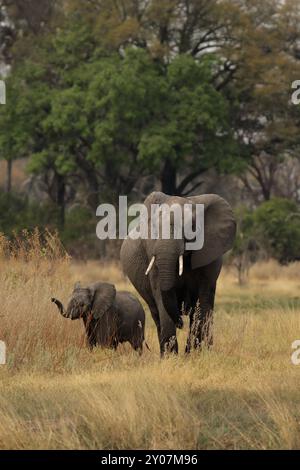 Elefantenmutter mit Jungtier im Okavango-Delta, Botswana, Afrika Stockfoto