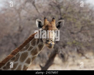 Porträt einer Giraffe (Giraffa camelopardis), Etosha National Park, Namibia, Nahaufnahme einer Giraffe im Etosha National Park, Namibia, Afrika Stockfoto