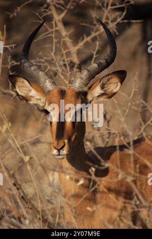 Porträt eines schwarzgesichtigen Impalas (Aepyceros melampus petersi) im Etosha-Nationalpark, Namibia, Porträt eines schwarzgesichtigen Impalas im Etosha Nat Stockfoto