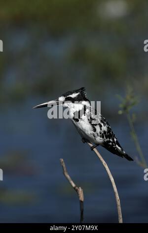 rattenvogel (Ceryle rudis) im Okavango-Delta, Botswana. Rattenvogel im Okavango-Delta, Botswana, Afrika Stockfoto