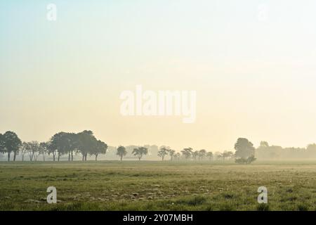 Weide im Nebel am frühen Morgen Stockfoto