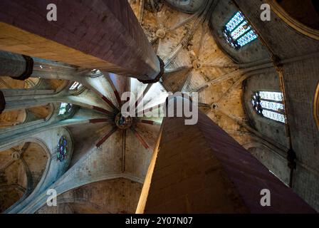 Blick nach oben auf die Decke und die Säulen der Basilika Santa María del Mar in Barcelona, mit gotischer Architektur und vertikaler Steinelegantheit. Stockfoto