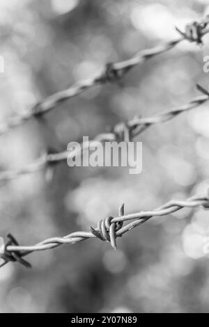 Stacheldraht auf einem Metallzaun der Grenze, Nahaufnahme, verschwommenen Hintergrund abzugrenzen Stockfoto