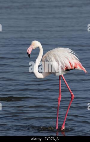 Rosa Flamingo (Phoenicopterus ruber), großer Flamingo Stockfoto