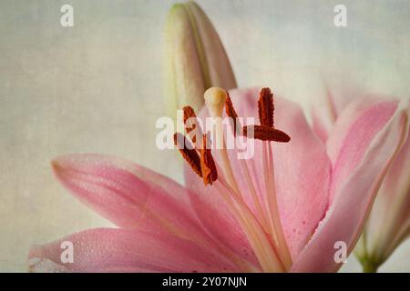 Rosafarbene Lilien im Retro-Illustration-Look Stockfoto