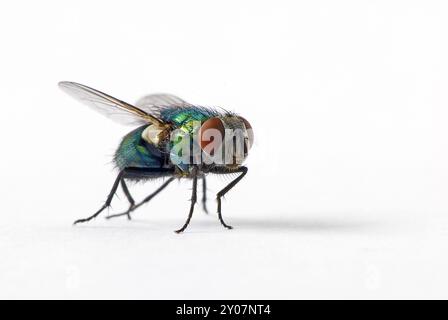 Fliegen Sie vor einem weißen Hintergrund Stockfoto