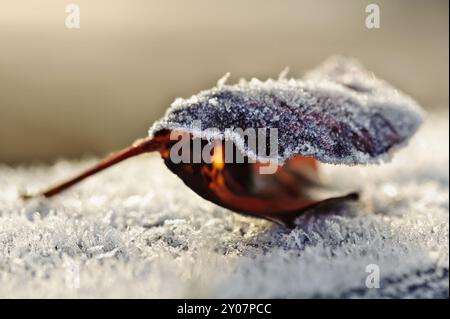 Eiskaltes Blatt der wilden Weinrebe gegen das Licht Stockfoto