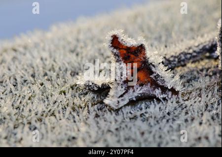 Einzelnes Blatt wilder Traube an einem frostigen Wintermorgen Stockfoto